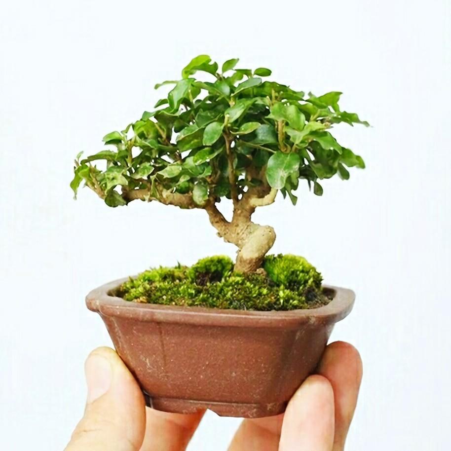 現貨小葉女貞小老樁豆盆 傢俬 家居 Gardening Plants Carousell