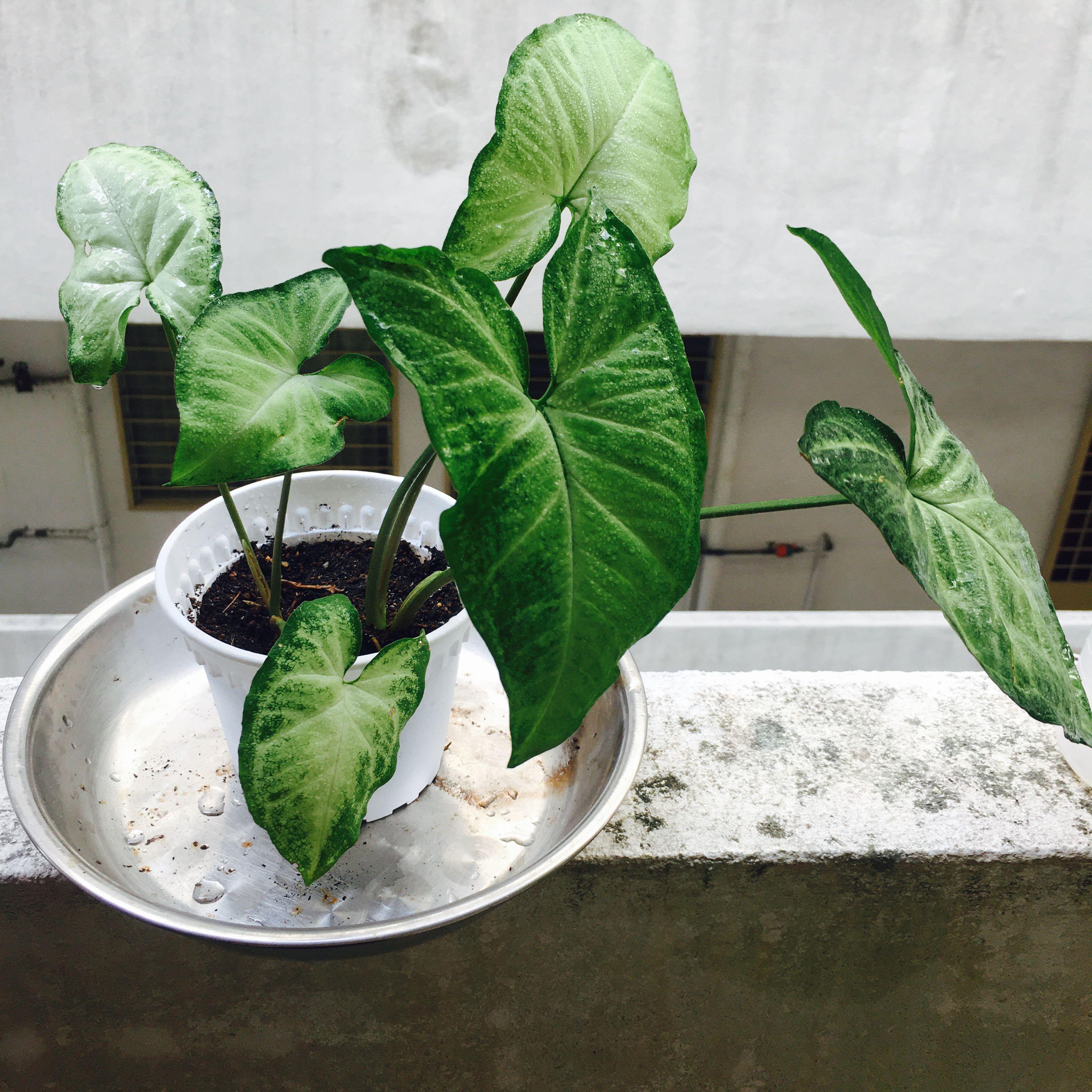 White Butterfly Syngonium Home Furniture Gardening On Carousell The subtle color is a perfect accent to any decor. white butterfly syngonium home