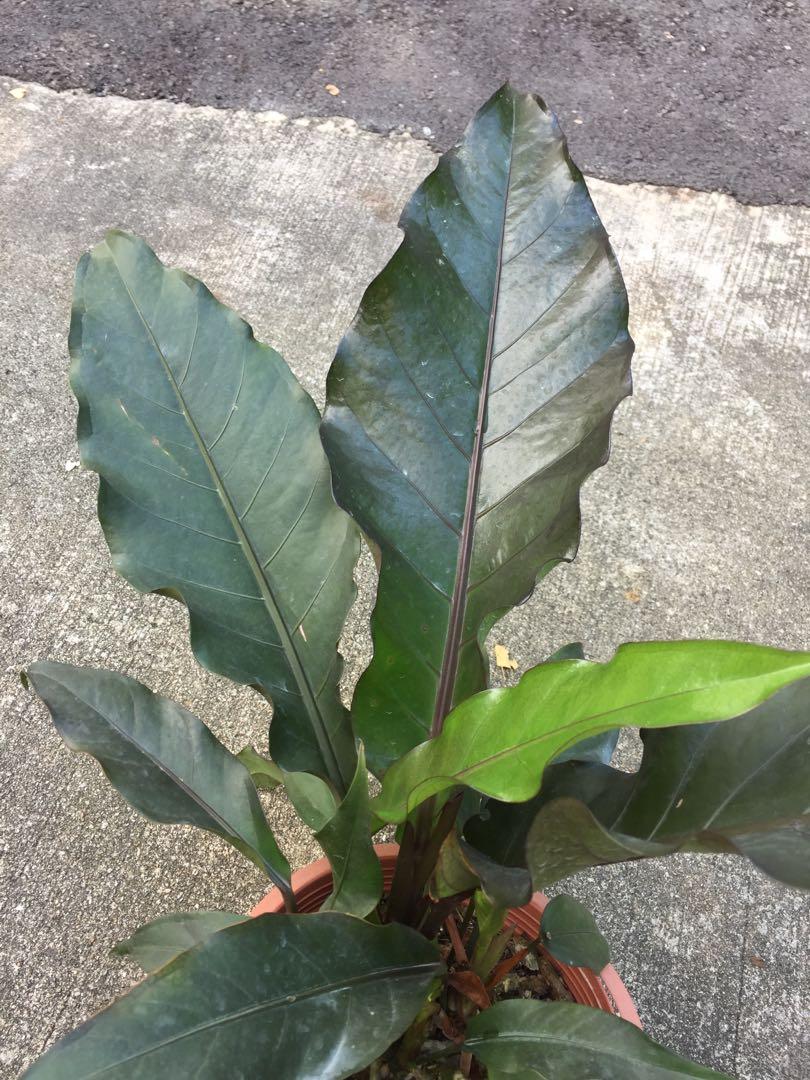 Anthurium Black Dragon, Furniture & Home Living, Gardening, Plants & Seeds on Carousell