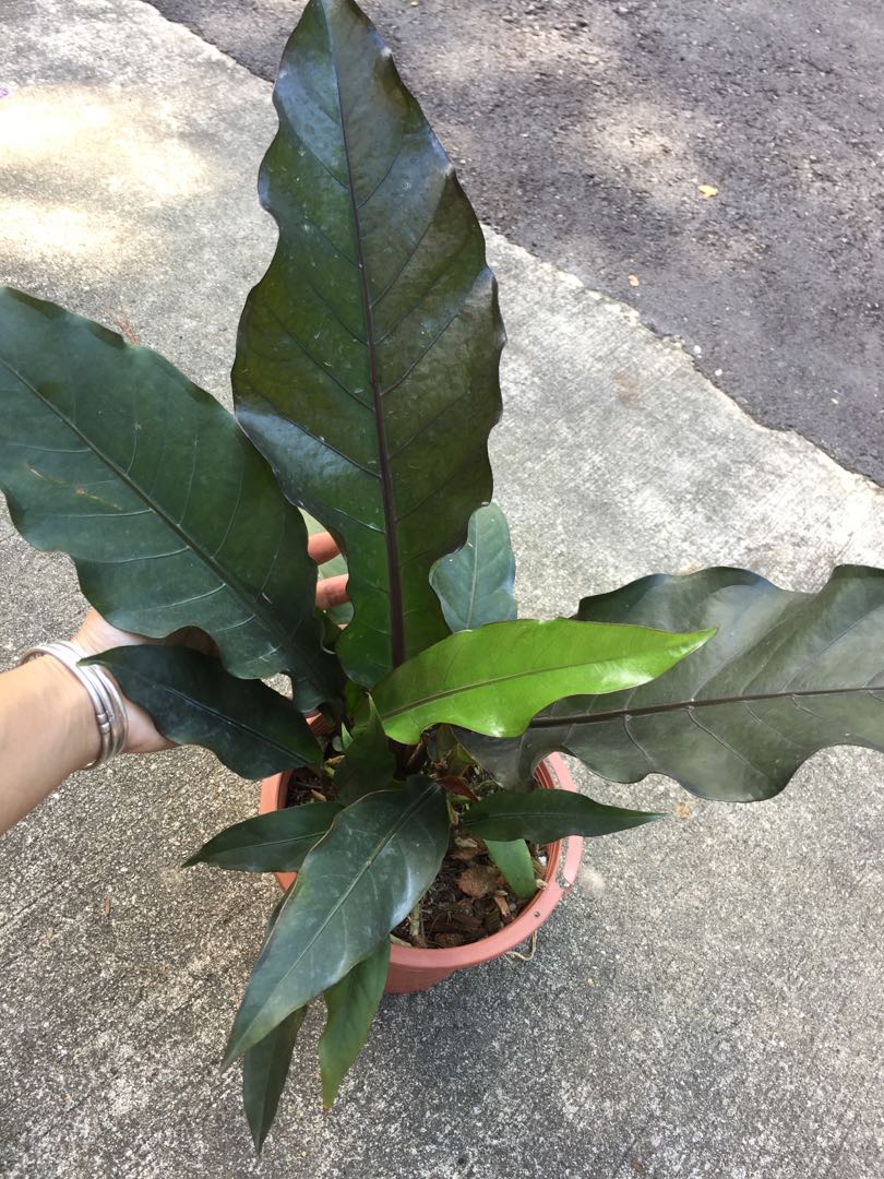 Anthurium Black Dragon, Furniture & Home Living, Gardening, Plants & Seeds on Carousell