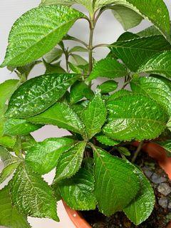 Affordable Black Face General Plant For Sale Gardening Carousell Singapore
