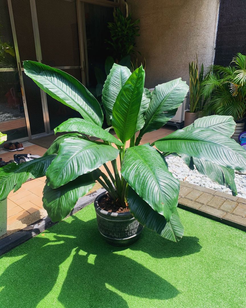 Giant Sensation Plant, Furniture & Home Living, Gardening, Plants