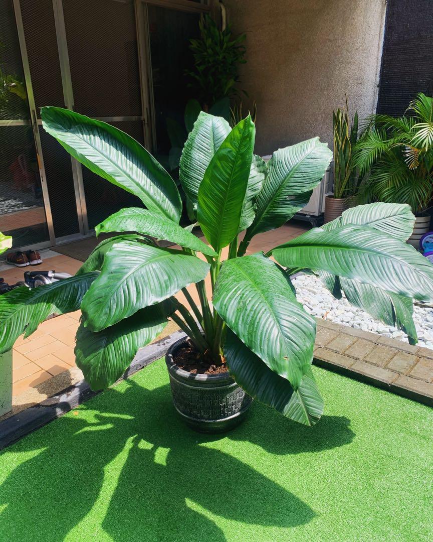 Giant Sensation Plant, Furniture & Home Living, Gardening, Plants