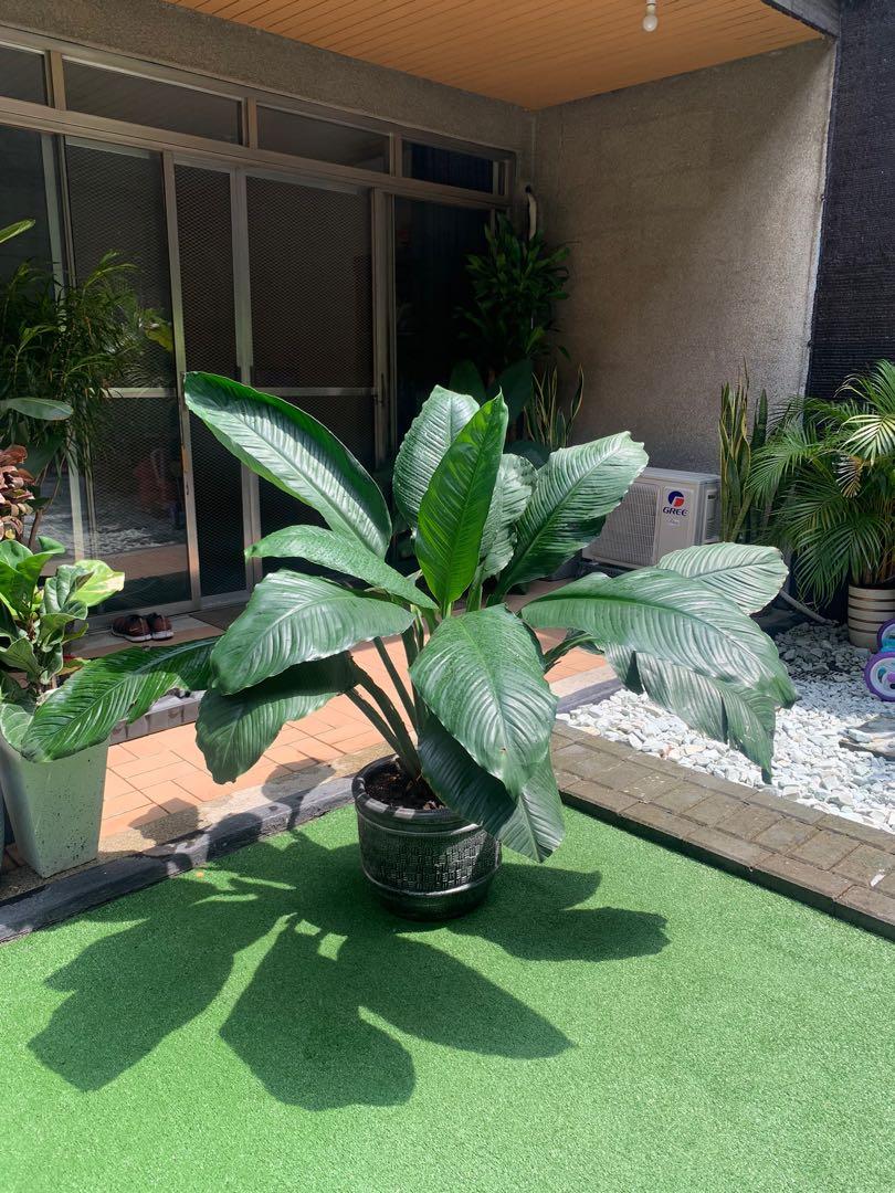 Giant Sensation Plant, Furniture & Home Living, Gardening, Plants