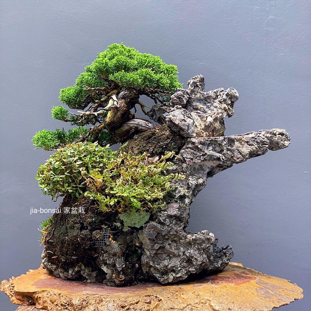 Master Takashi Iura Japanese Stone Bonsai, Furniture & Home Living,  Gardening, Plants & Seeds on Carousell