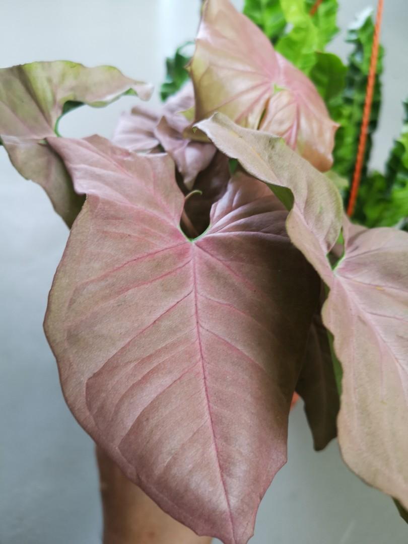 Weekday Sale Pink Syngonium Plant Original Price At 16 Now At 13 Grab You Rs Now Gardening Plants On Carousell Pink syngonium neon robusta with ceramic pot. carousell