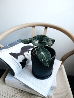 (Category: ) located in . Submitted by dfloralsense (Listing ID 1037297222, Image 1). Description: .