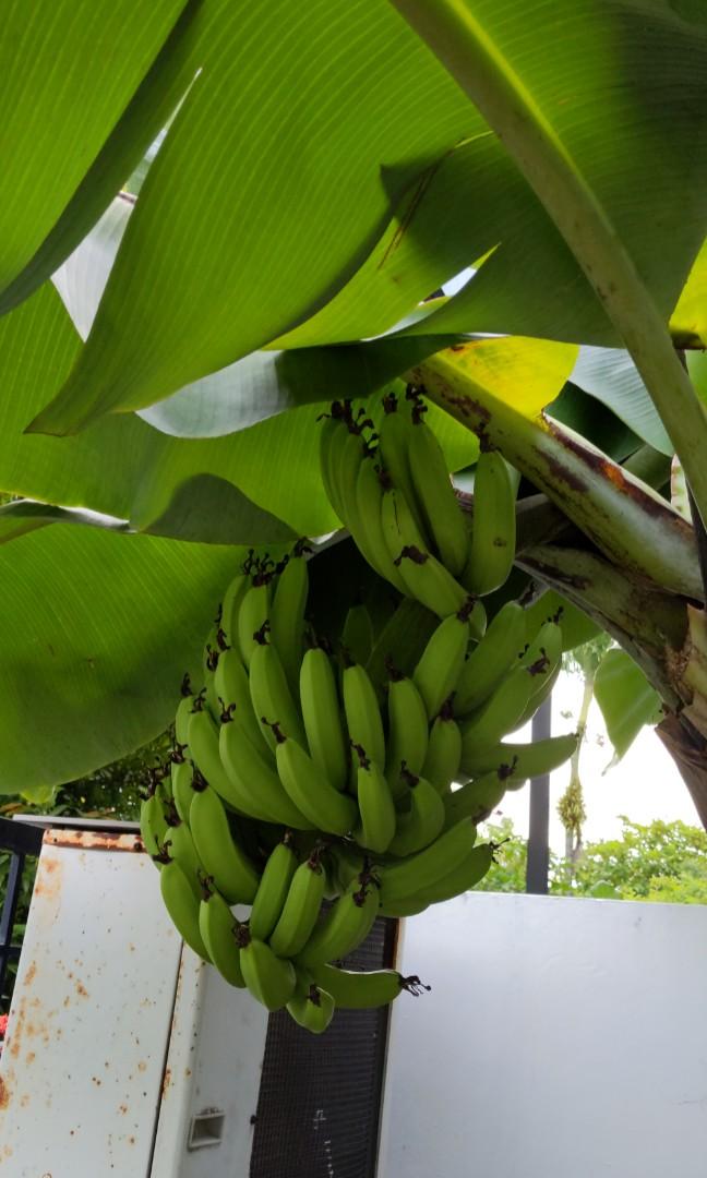 Banana Tree / Sapling, Furniture & Home Living, Gardening, Plants