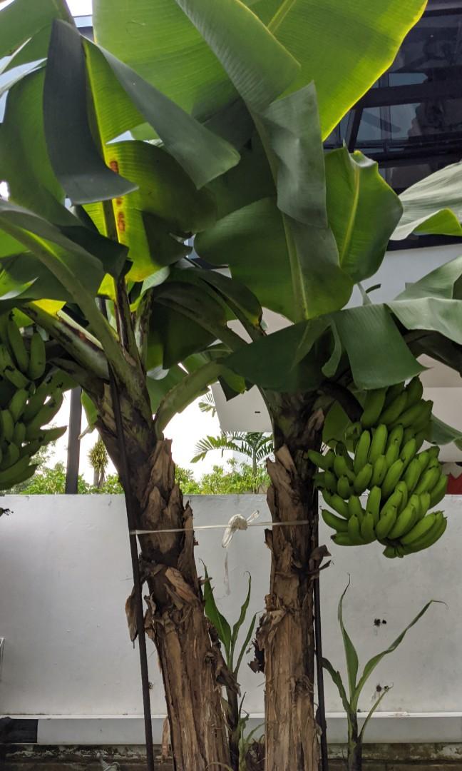 Banana Tree / Sapling, Furniture & Home Living, Gardening, Plants