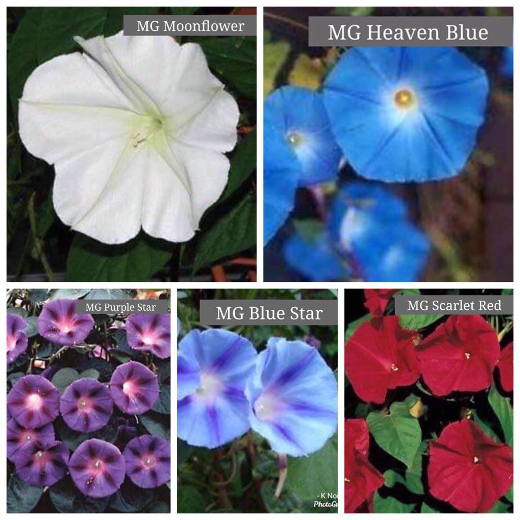 Biji Benih Pokok Morning Glory Home Furniture Gardening On Carousell