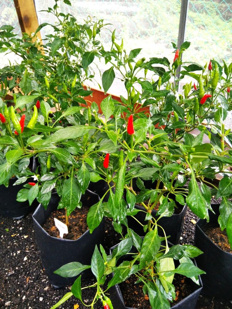 Cili Api Bara Home Furniture Gardening On Carousell