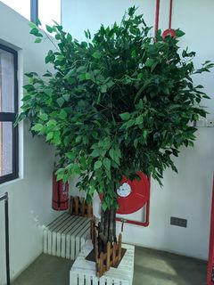 Pokok Hiasan Home Furniture Gardening On Carousell