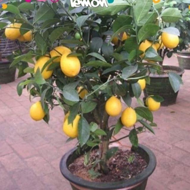 Free Shipping Anak Pokok Lemon Kuning Home Furniture Others On Carousell
