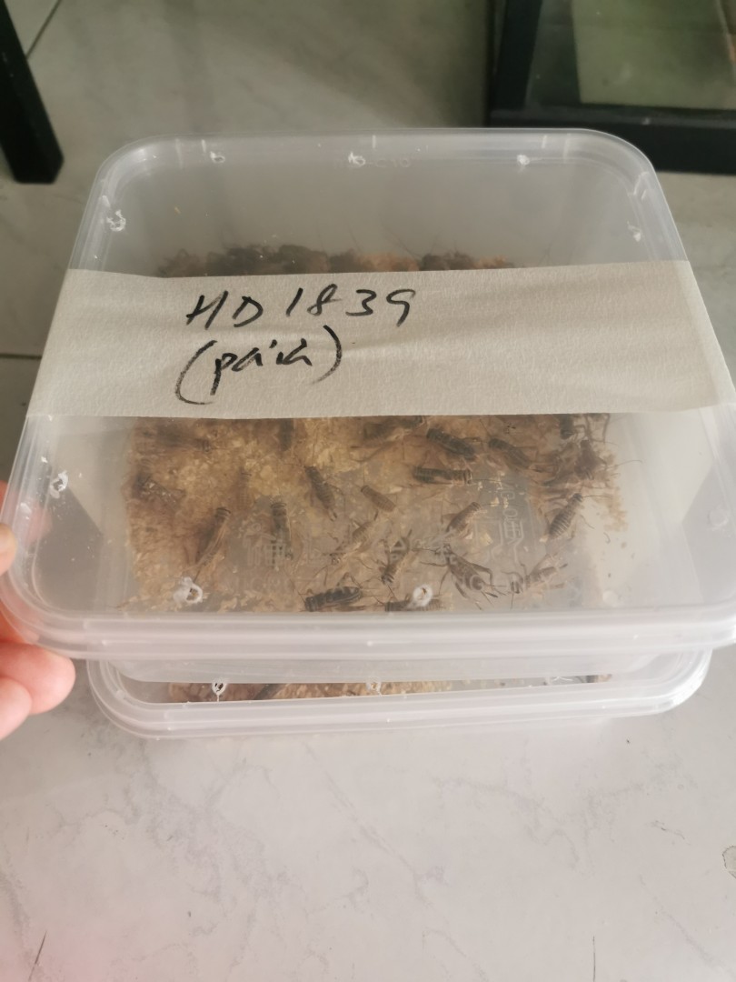 Live crickets, Pet Supplies, Pet Food on Carousell