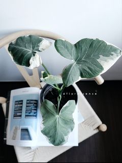 (Category: ) located in . Submitted by dfloralsense (Listing ID 1037299690, Image 1). Description: .