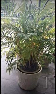 (Category: ) located in . Submitted by selliton (Listing ID 1015299950, Image 1). Description: .