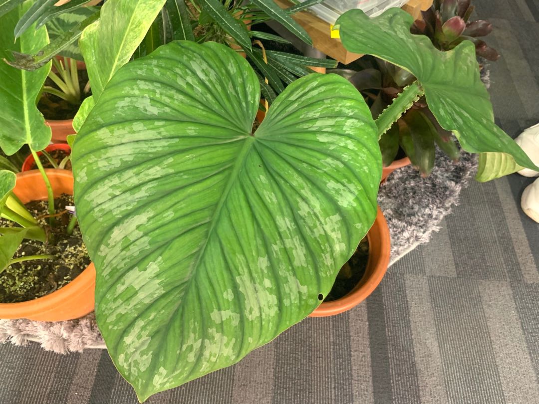 Rare Plant Haul Dazzling Philodendron Mamei X Plowmanii Plant Unboxing Repotting Ebay Youtube