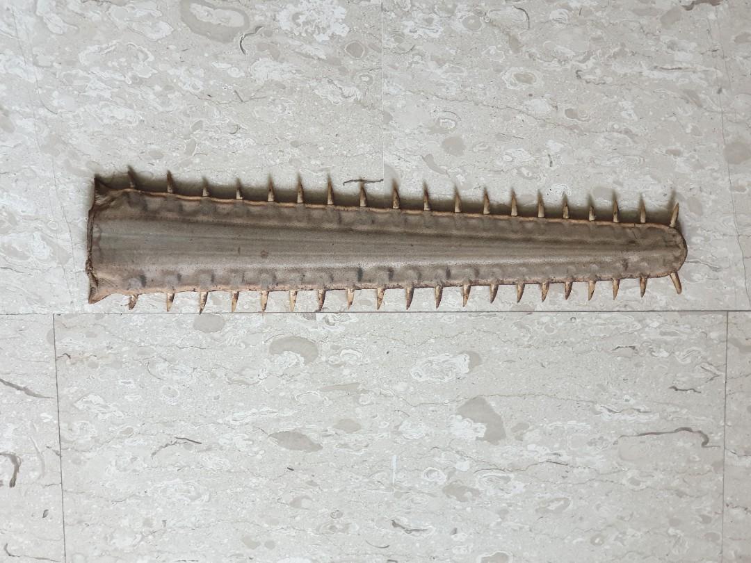 Sword nose shark, Hobbies & Toys, Memorabilia & Collectibles, Religious