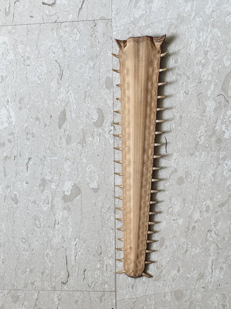 Sword nose shark, Hobbies & Toys, Memorabilia & Collectibles, Religious