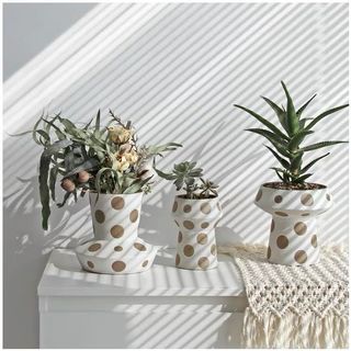 (Category: ) located in . Submitted by crazyplantlovers (Listing ID 1037245601, Image 1). Description: .