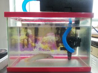 (Category: ) located in . Submitted by cazuis (Listing ID 1037548975, Image 1). Description: .
