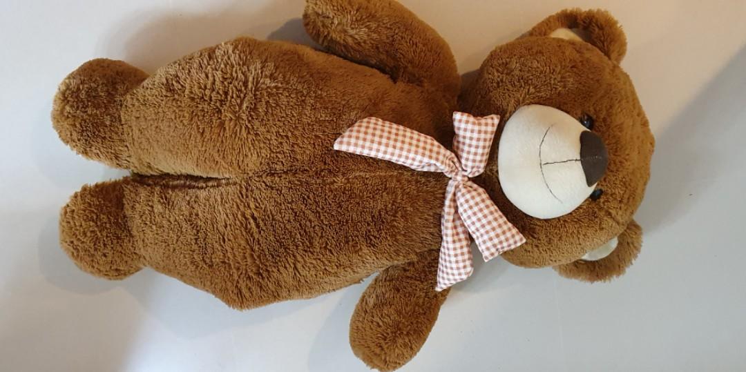 teddy medium size