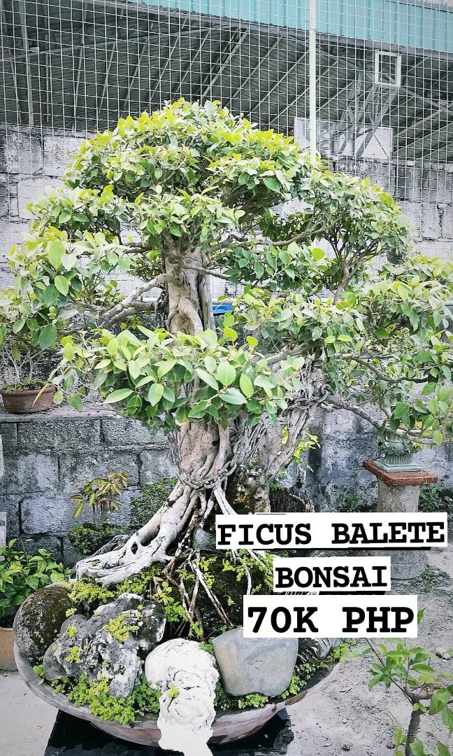BONSAI PLANTS FOR SALE, Gardening, Garden Tools & Supplies on Carousell BONSAI PLANTS FOR SALE, Gardening, Garden Tools & Supplies on Carousell