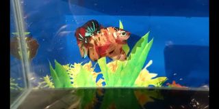 Ikan Cupang White Scale Perlengkapan Hewan Aksesoris Hewan Di Carousell