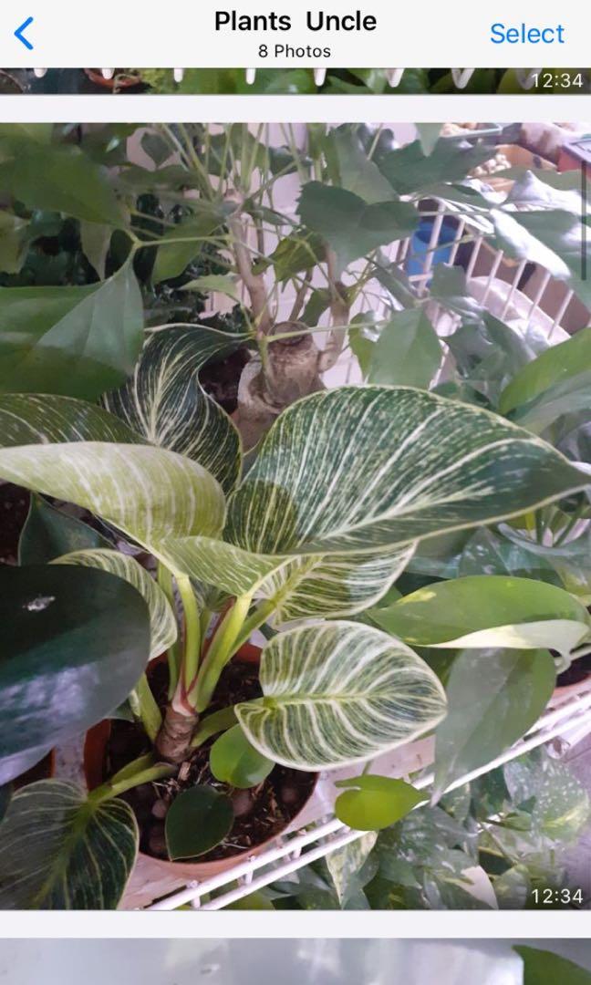 Indoor plants many types avail, Furniture & Home Living, Gardening