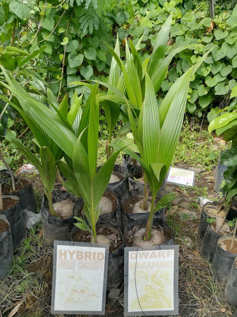 Marcotting Fruit Trees : Papaya Propagated By Marcotting Agriculture Monthly / A grafted dwarf fruit tree will not likely produce fruit for five to seven years.