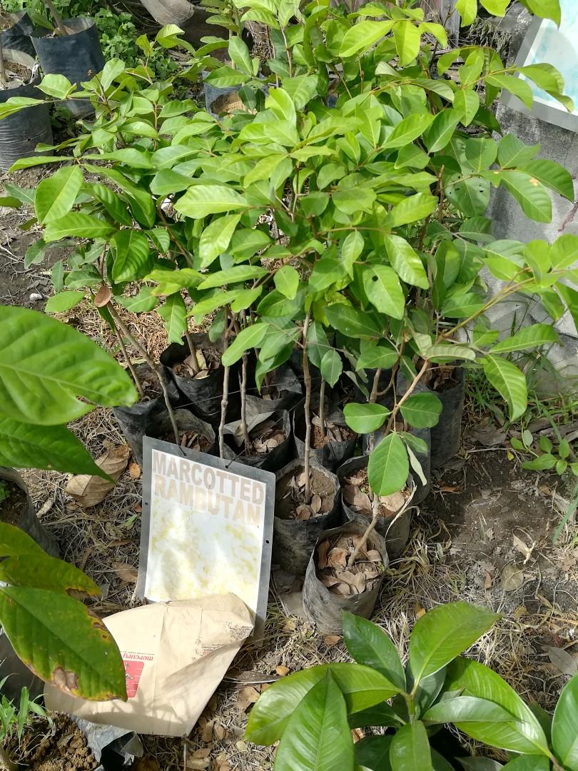 MARCOTTED FRUIT BEARING PLANTS, Furniture & Home Living, Gardening