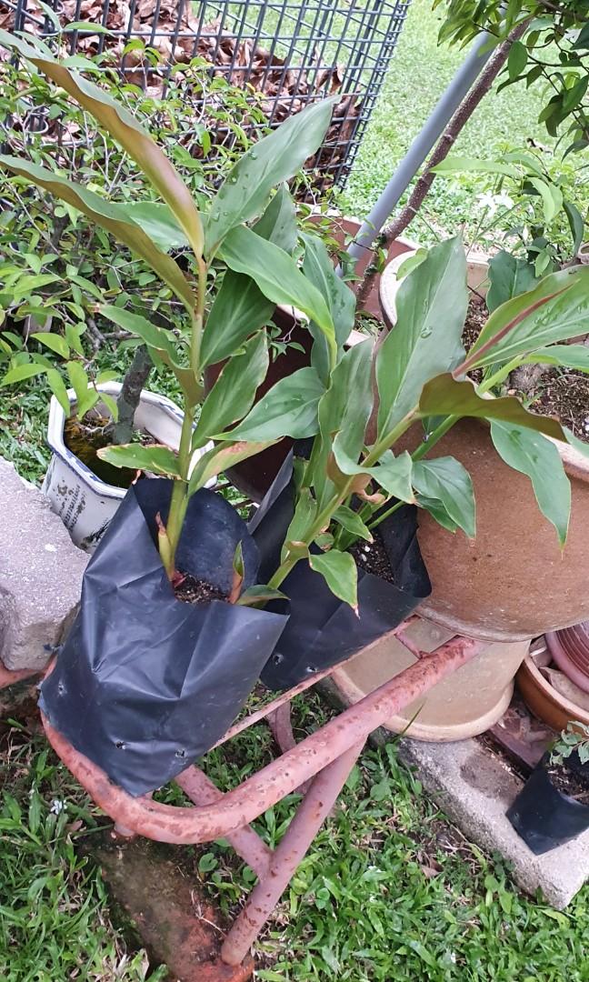 Red Bunga Kantan Plant Home Furniture Gardening On Carousell