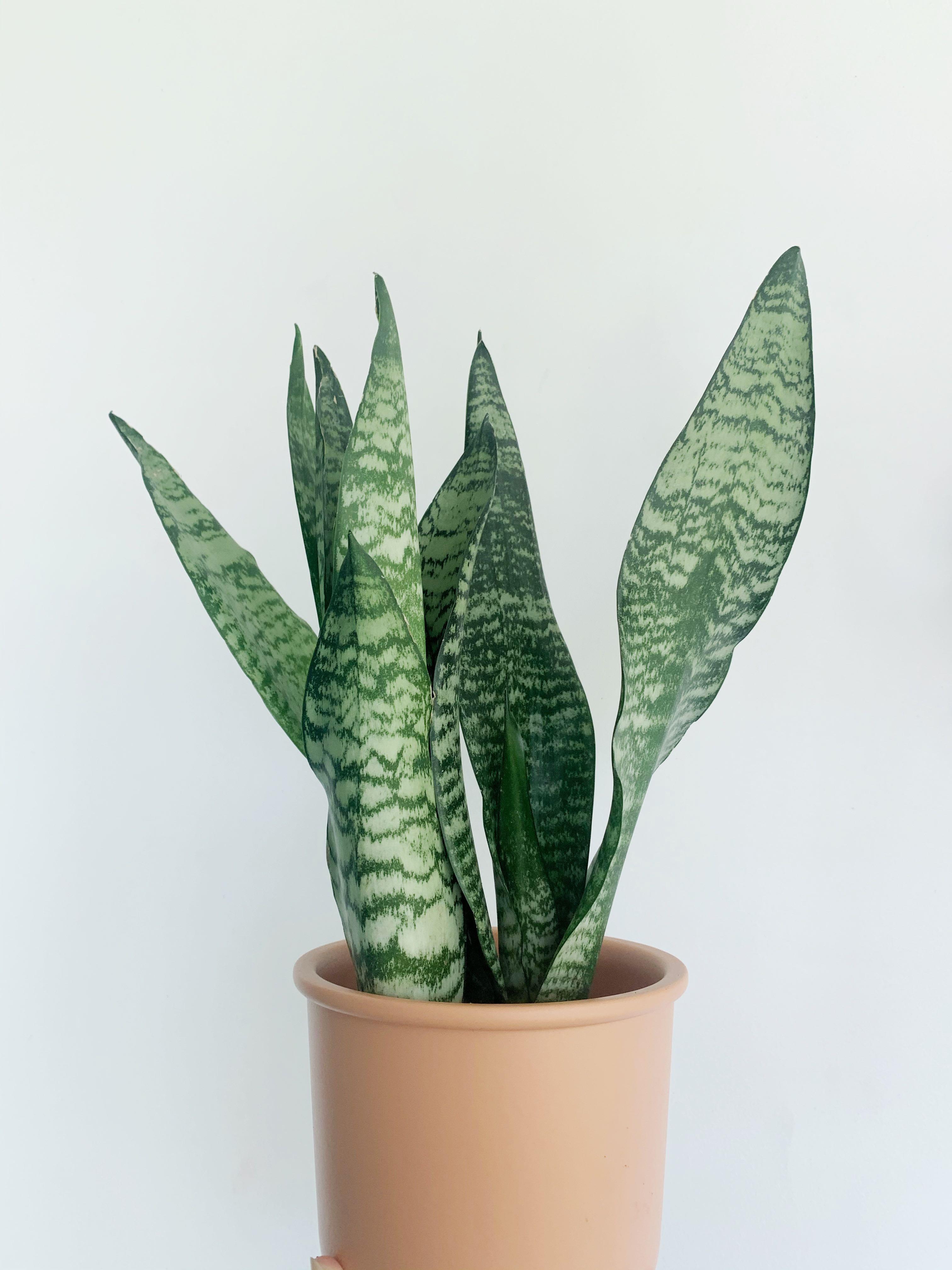 Sansevieria Trifasciata Futura Robusta Furniture Home Living Gardening Plants Seeds On Carousell