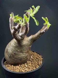 （分類：）位於 。 由 wildkeung 提交（商品編號 1037706920，圖片 1）。簡介： 。
