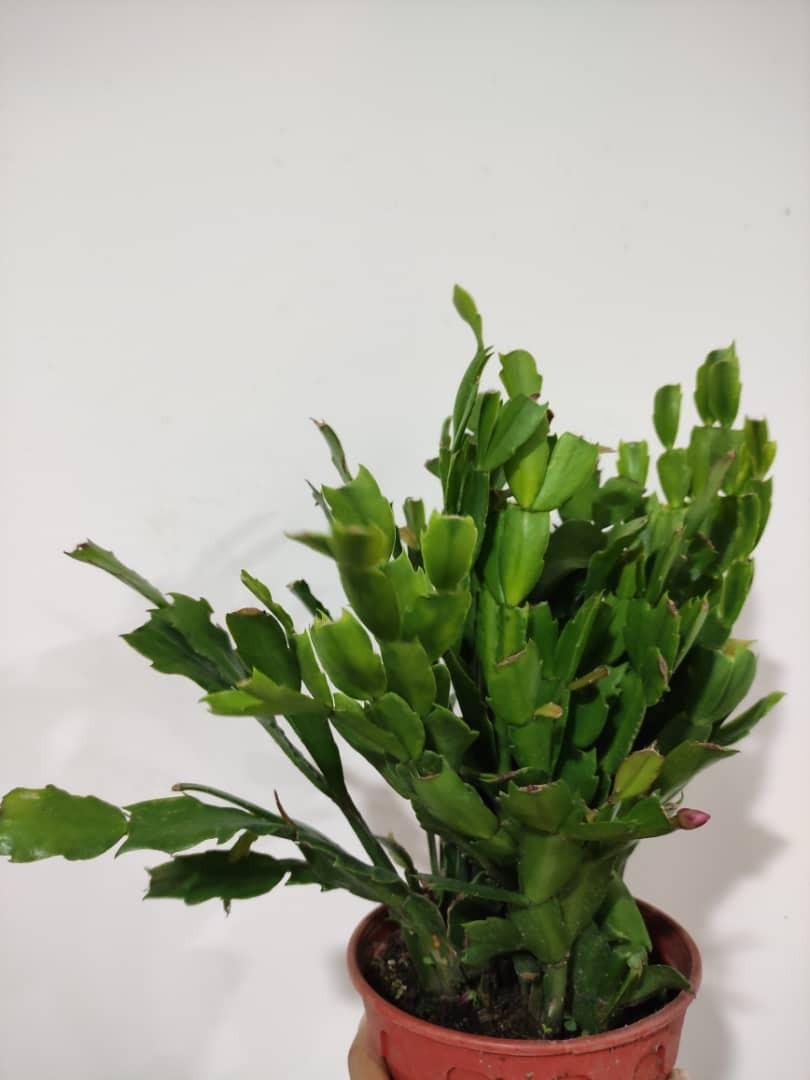 Christmas Cactus Home Furniture Gardening On Carousell
