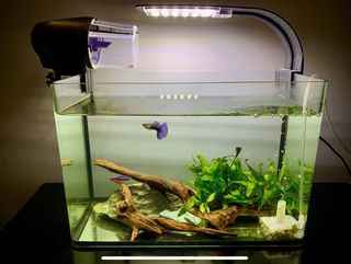 (Category: ) located in . Submitted by axqd001 (Listing ID 1037728400, Image 1). Description: .