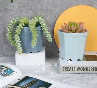 Flower Pot | Succulent and Cactus Pot
