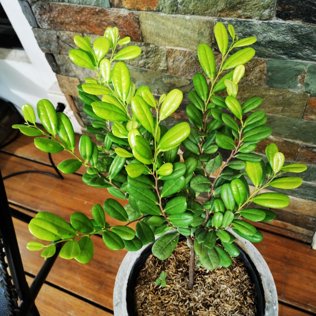 Indoor plant/Bonsai/Blackwood plant on Carousell