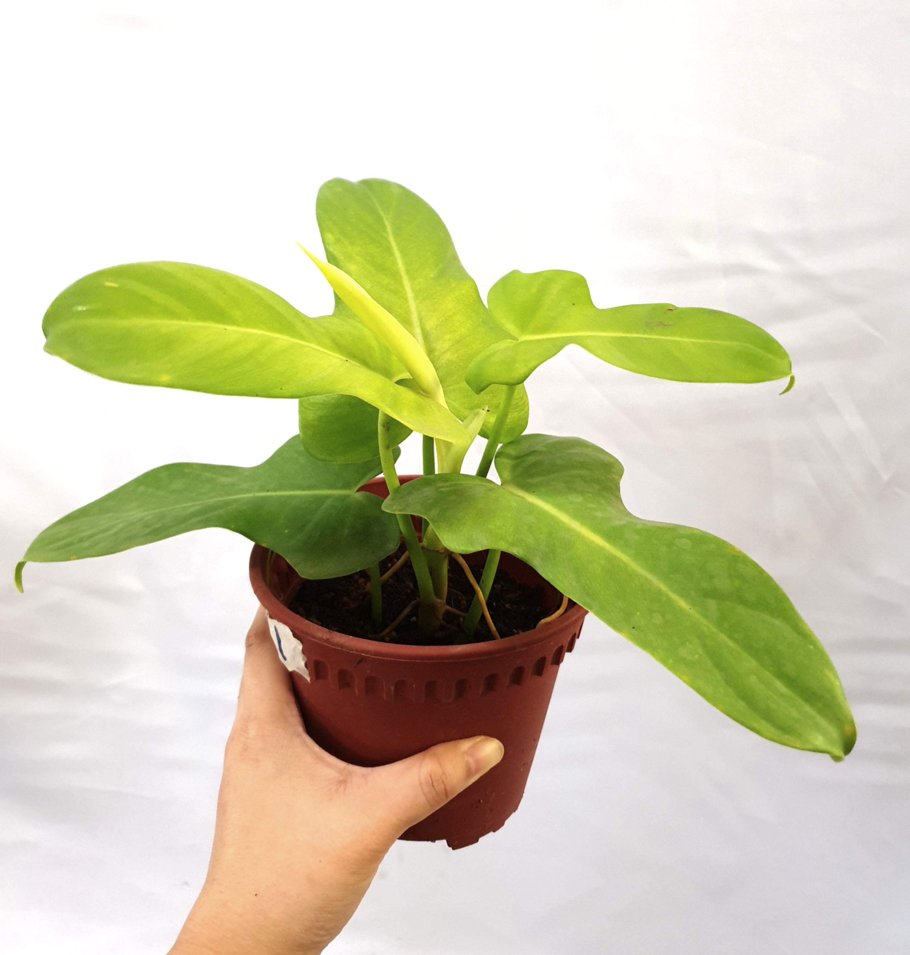 Philodendron Bipennifolium Aurea Gold Violin Furniture Home Living Gardening Plants Seeds On Carousell
