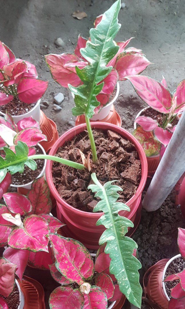 Rare Indoor Plants, Furniture & Home Living, Gardening, Plants & Seeds