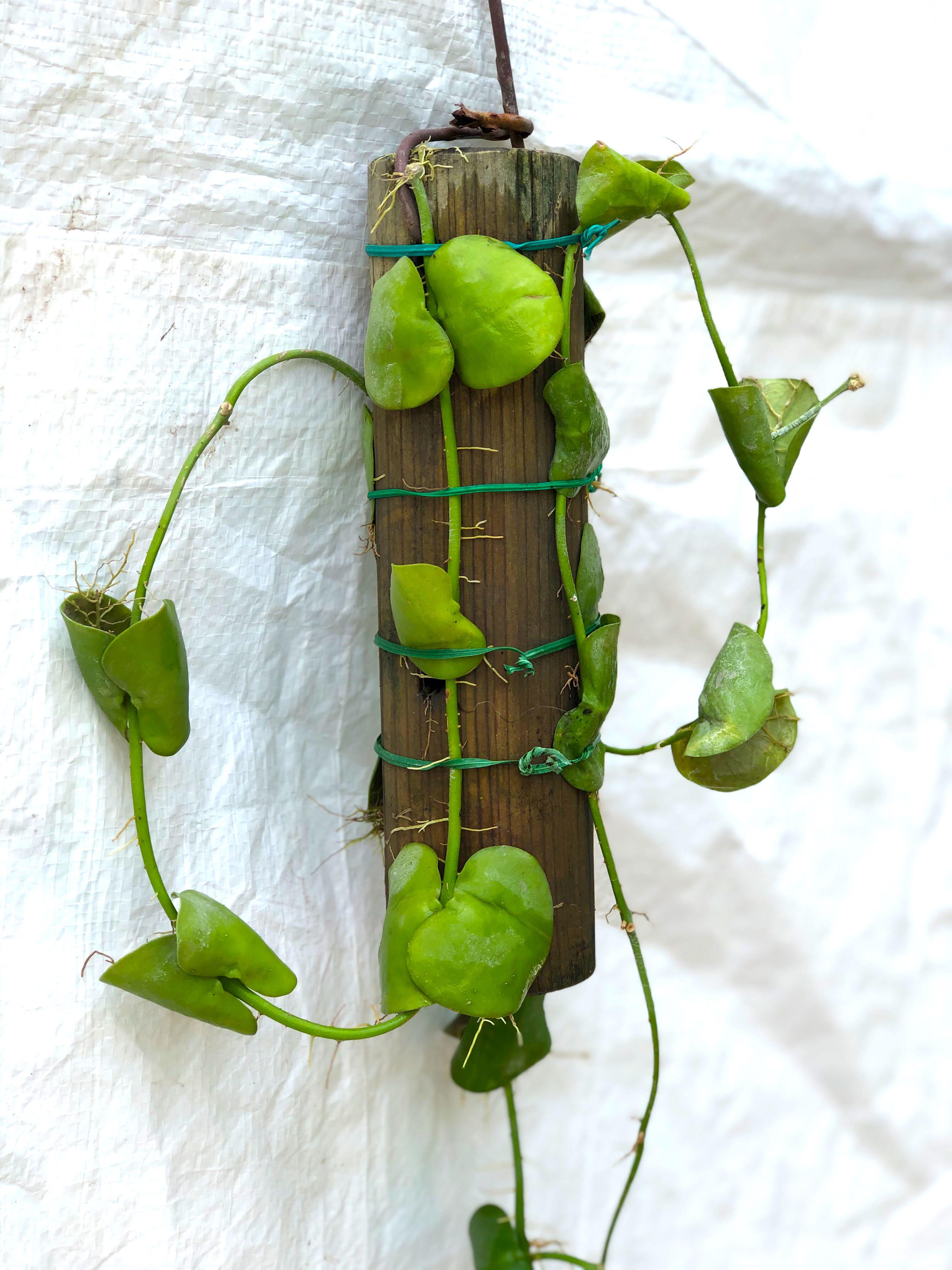 風不動dischidia Platyphylla Mierenplant 傢俬 家居 Gardening Plants Carousell