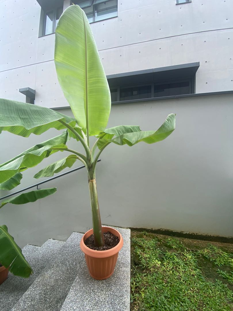 Blue Java Banana Sucker Grown From Mother Furniture Home Living Gardening Plants Seeds On Carousell