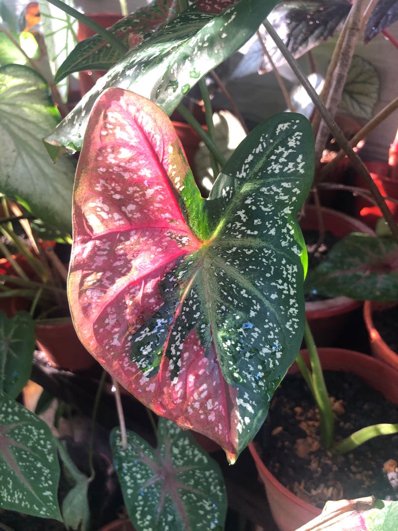Caladium red beret, Furniture & Home Living, Gardening, Plants ...
