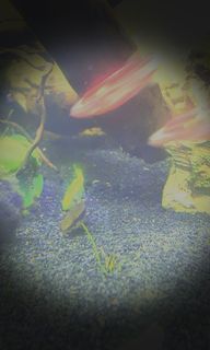 (Category: ) located in . Submitted by sadaan (Listing ID 1038035597, Image 1). Description: .