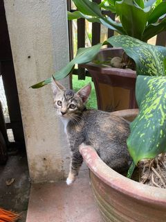 Dlh Female Cat Pet Supplies Pet Food On Carousell