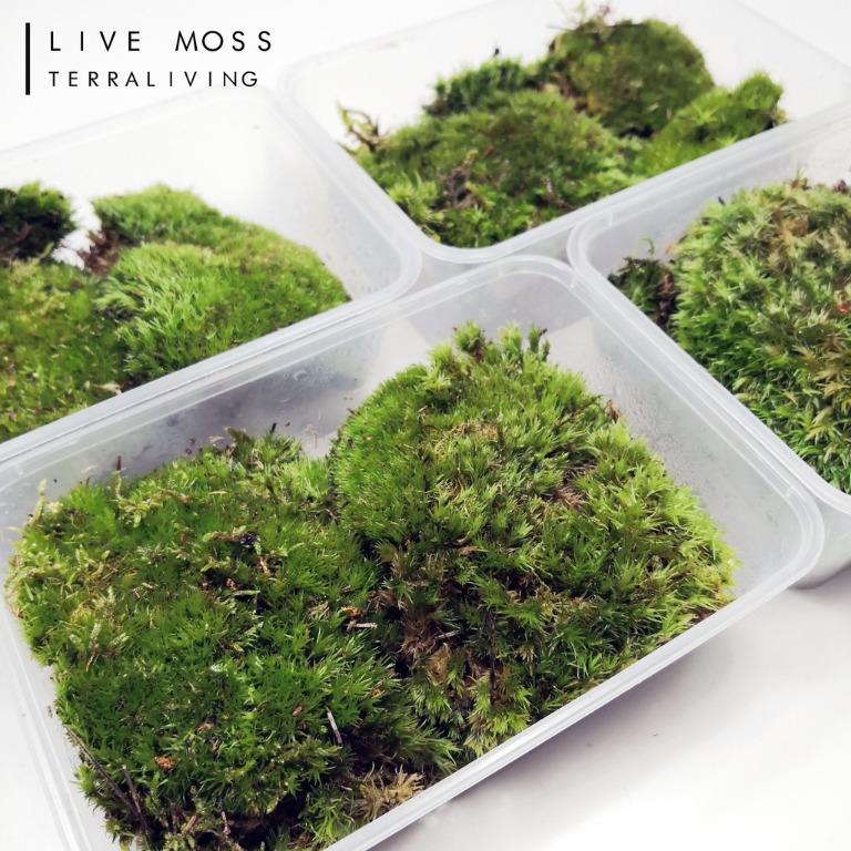 Free Shipping Freshly Selected Live Bun Moss Pet Supplies Pet Accessories On Carousell