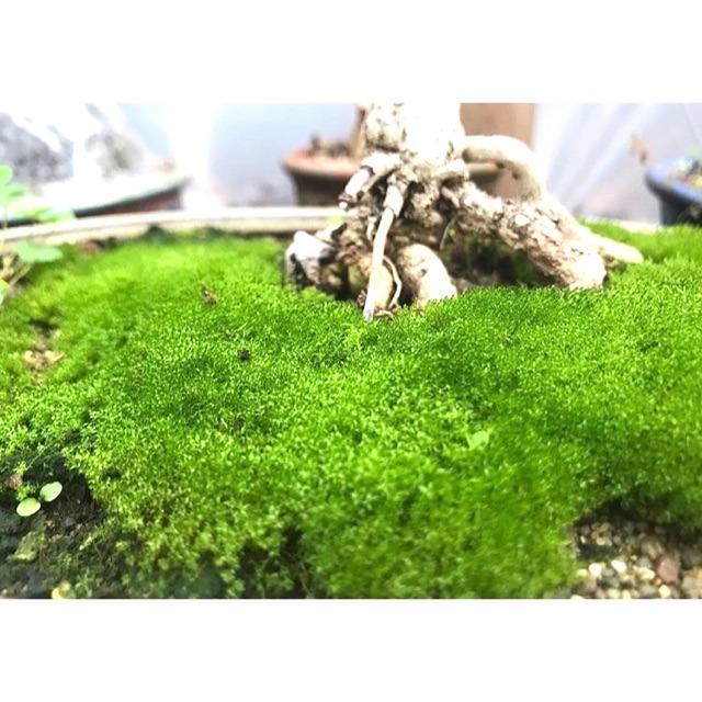 Free Shipping Live Moss Terrarium Orkid Bonsai Pet Supplies Pet Accessories On Carousell