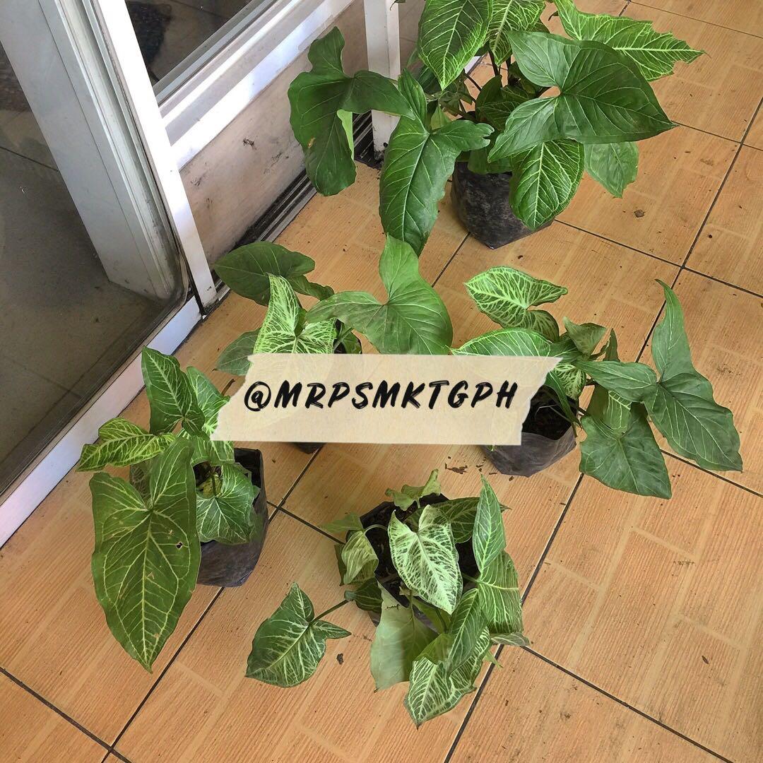 Syngonium Batik Furniture Home Living Gardening Plants Seeds On Carousell Syngonium loves high humidity with good. syngonium batik