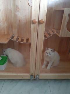 Villa for cat
