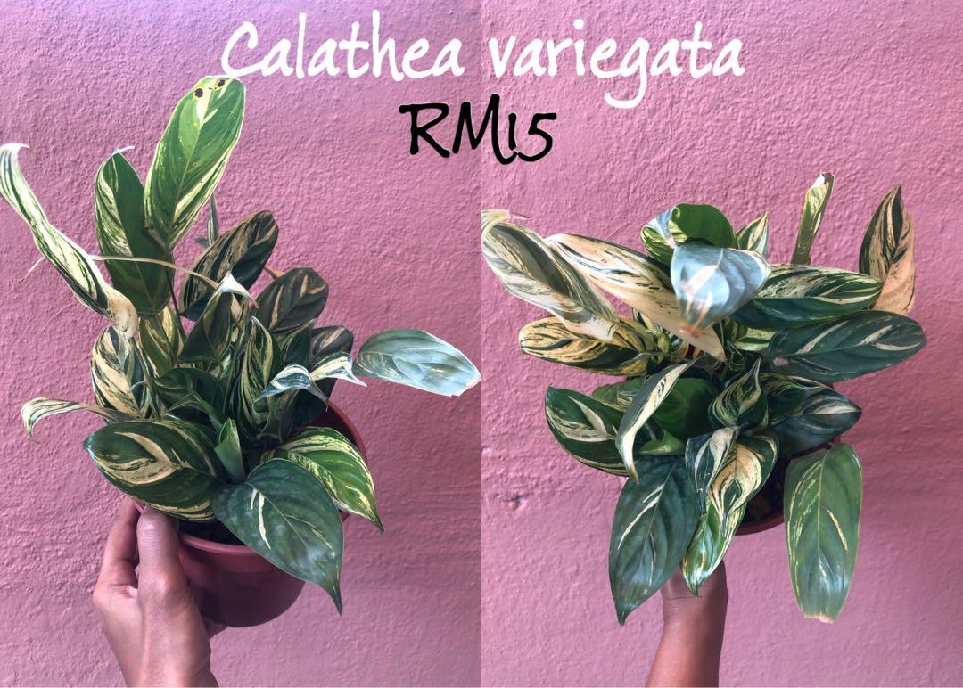 Calathea variegata, Furniture & Home Living, Gardening, Plants & Seeds on  Carousell